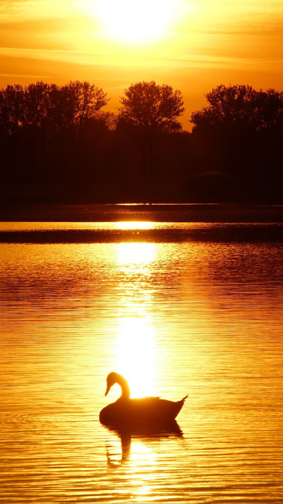 Download wallpaper 938x1668 swan, sunset, pond, trees, horizon