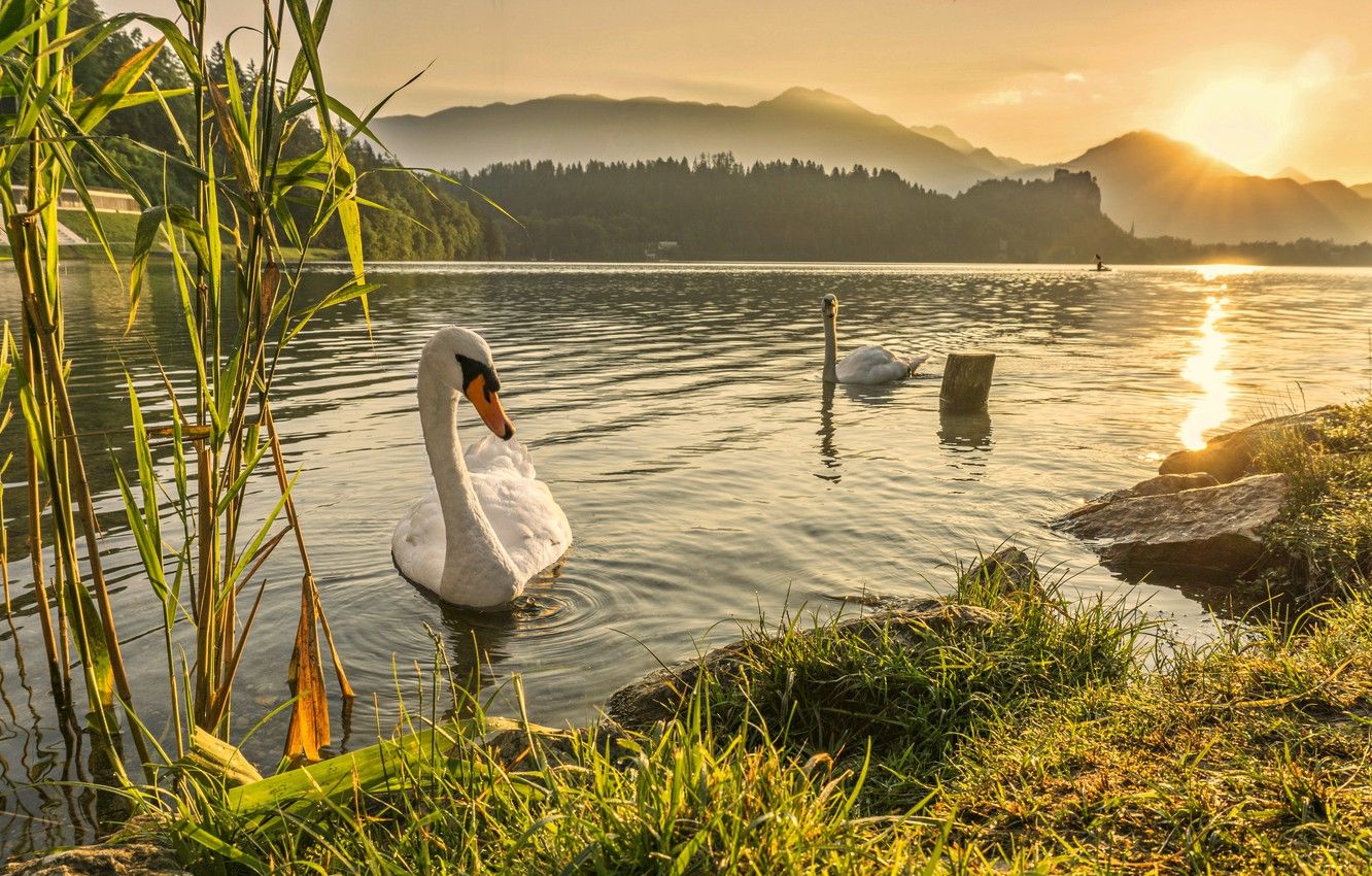 Wallpaper swan, river, landscape, sunset, lake, dawn image
