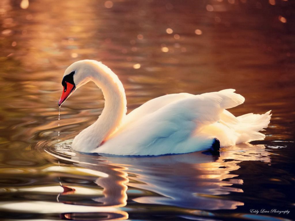 Swans Background. Swans Butterflies