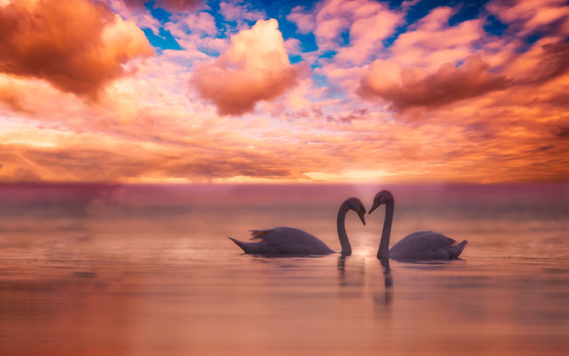 Download wallpaper pair of swans, sunset, love concepts, white