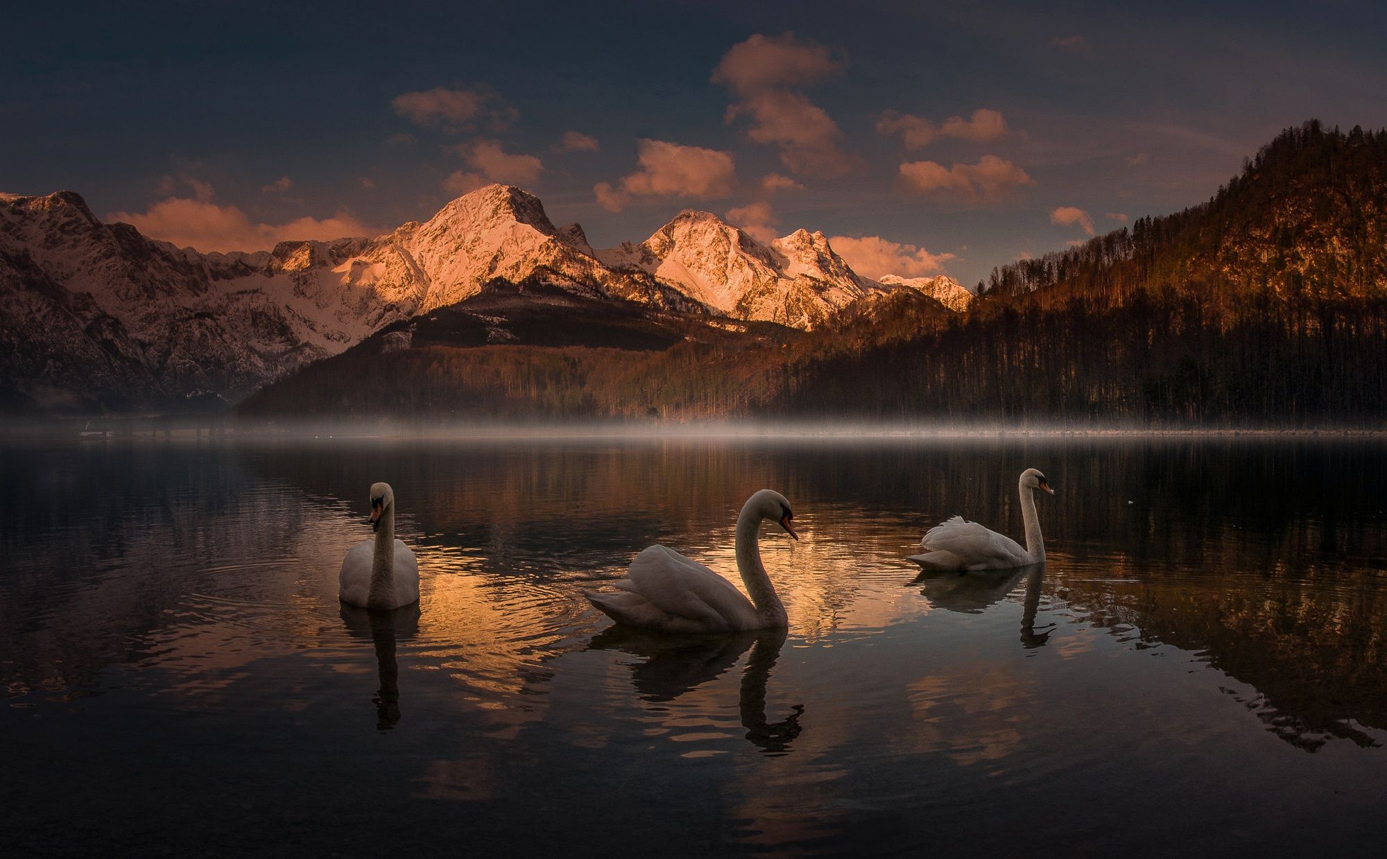 Animal Mute swan Birds Swans Sunset Mountain Lake Swan Mute Swan