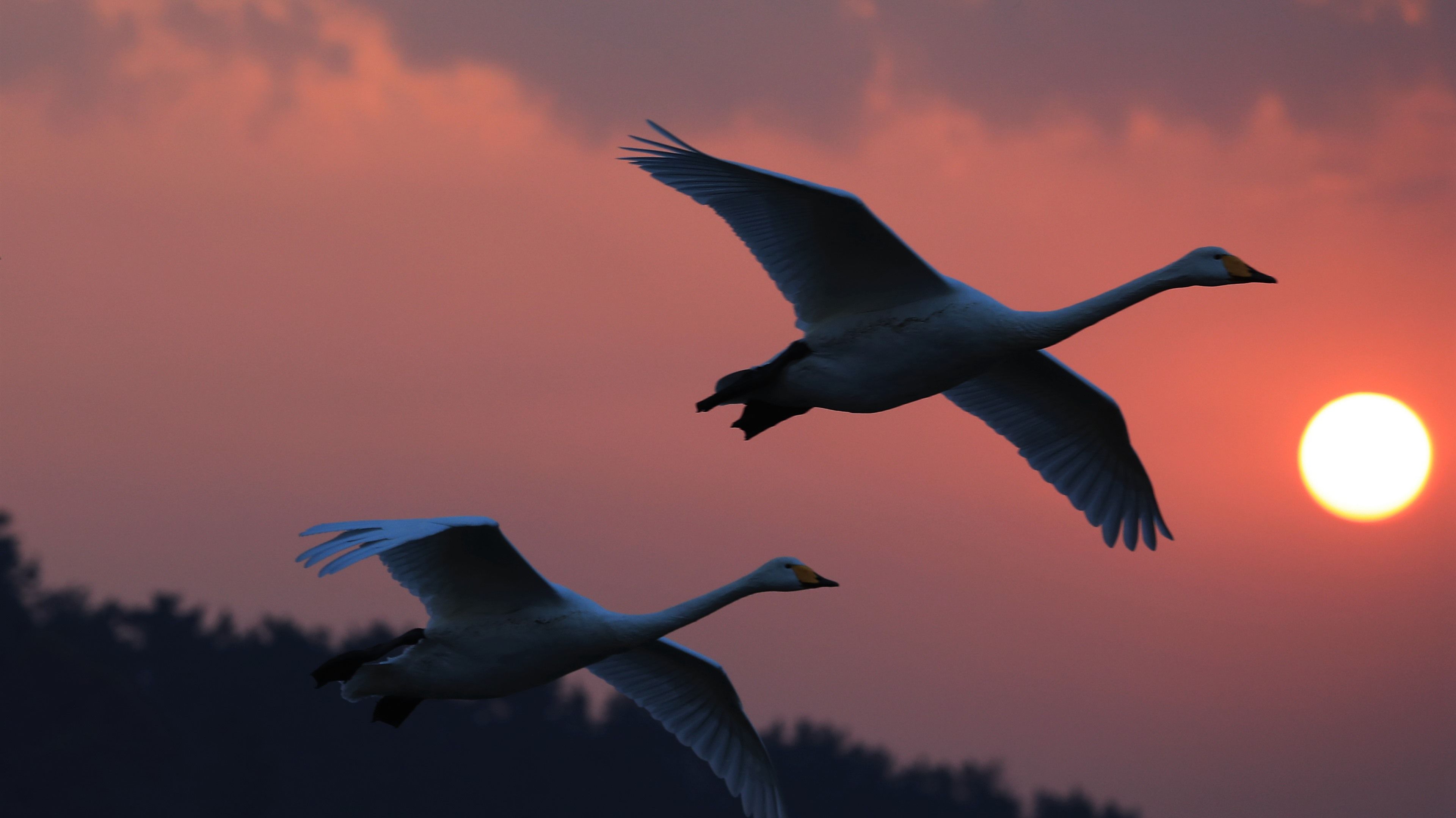 Wallpaper White swans flight, sunset, sky 3840x2160 UHD 4K Picture