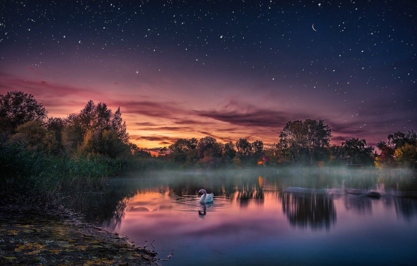 Wallpaper sunset, lake, bird, the evening, Swan, starry sky image