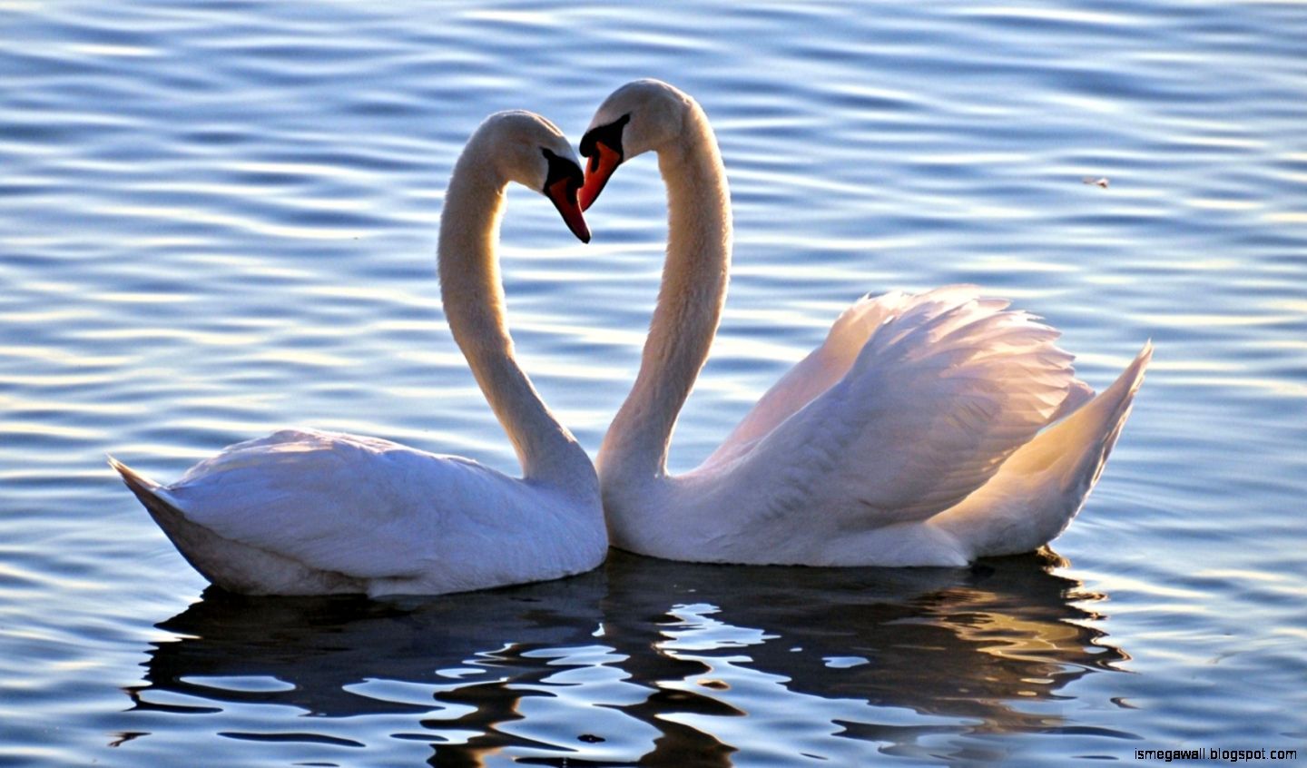 Love Swan Couple Wallpaper HD