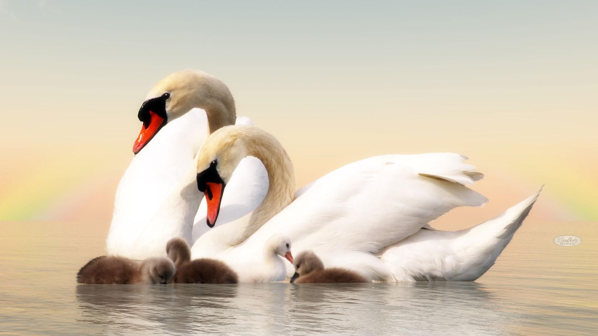 Swans at sunset, 1920x1080