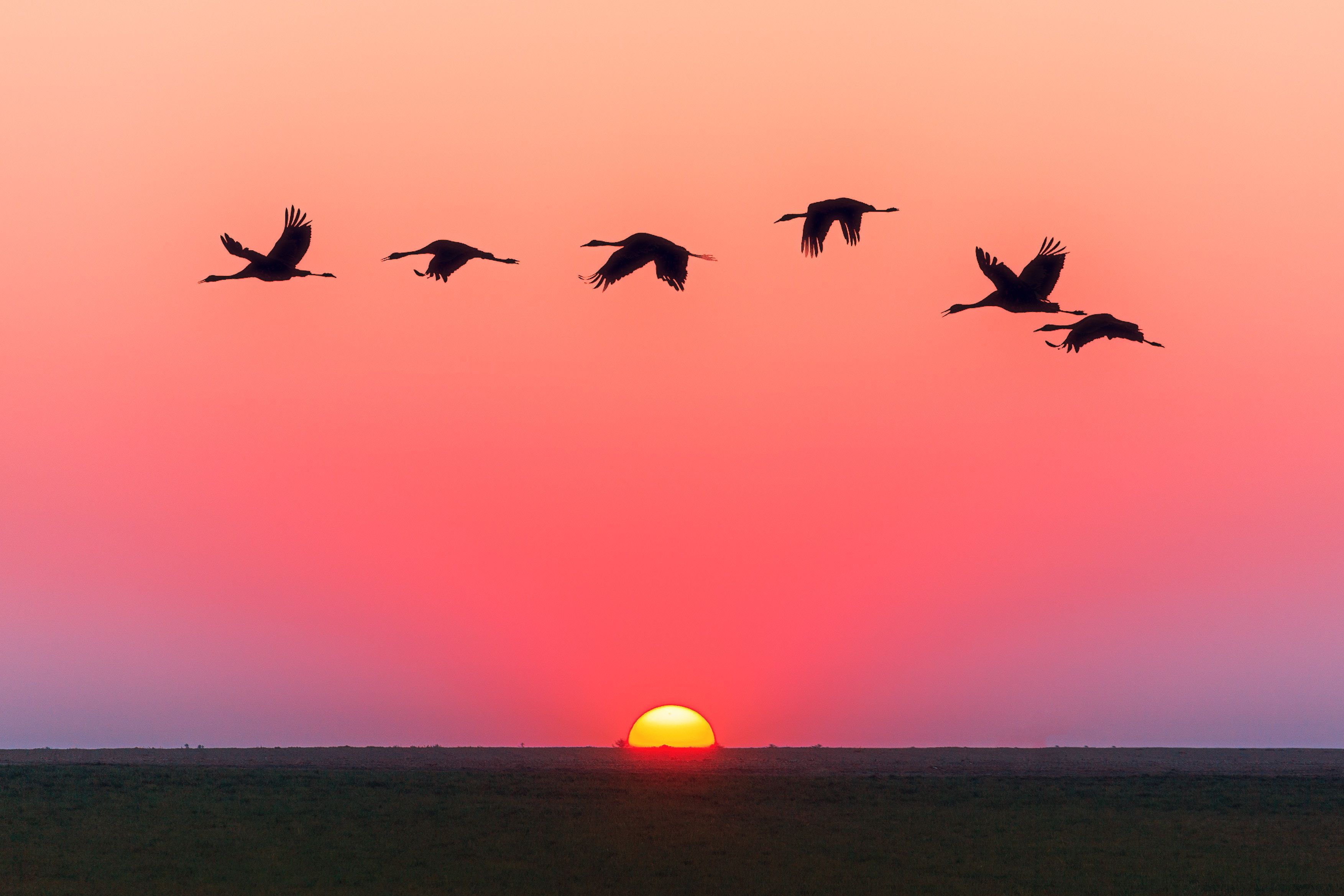 Wallpaper of Swans, Sunset, Horizon background & HD image