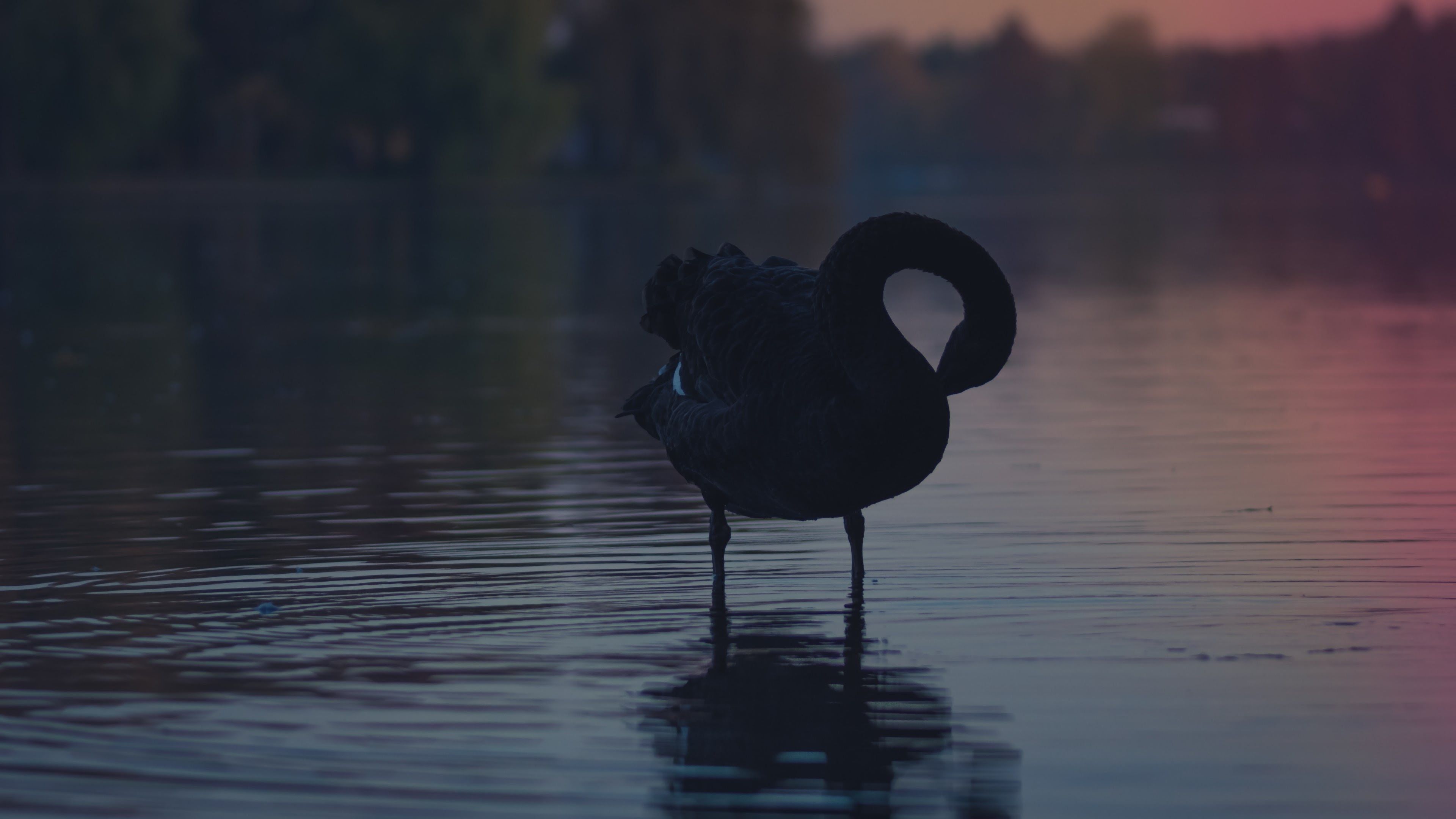 Black Swan 4k Ultra HD Wallpaper. Background Imagex2160