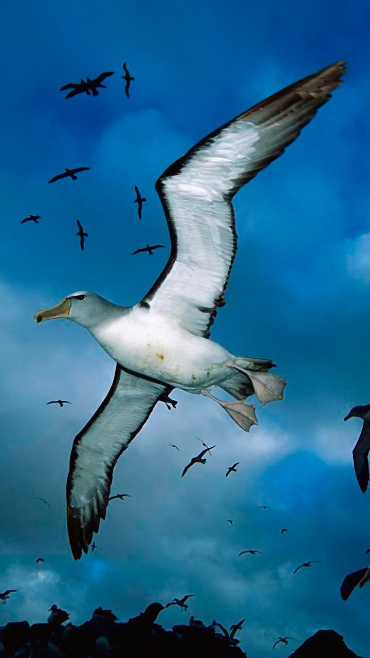 Animal Albatross (720x1280) Wallpaper
