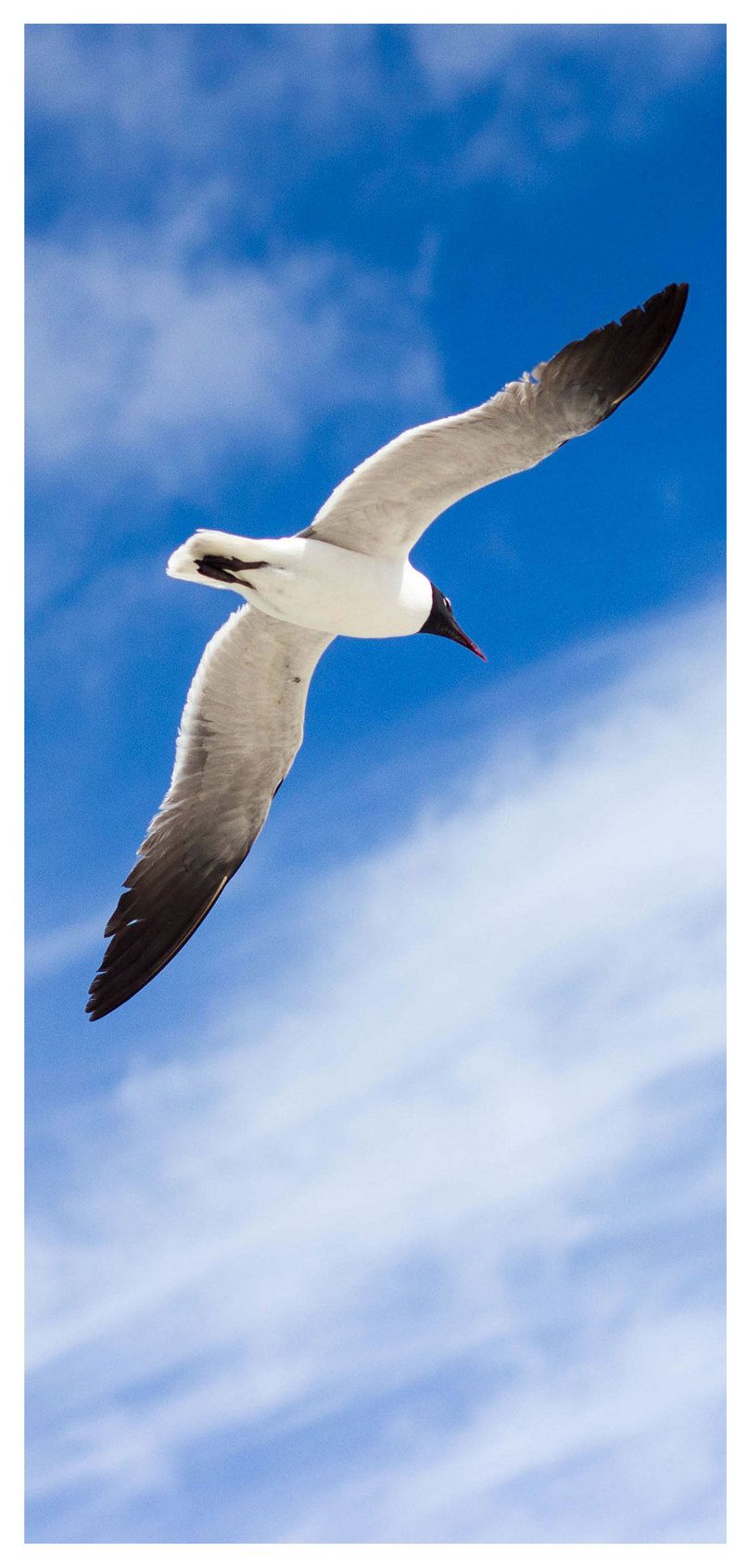 flying bird mobile wallpaper background image free download