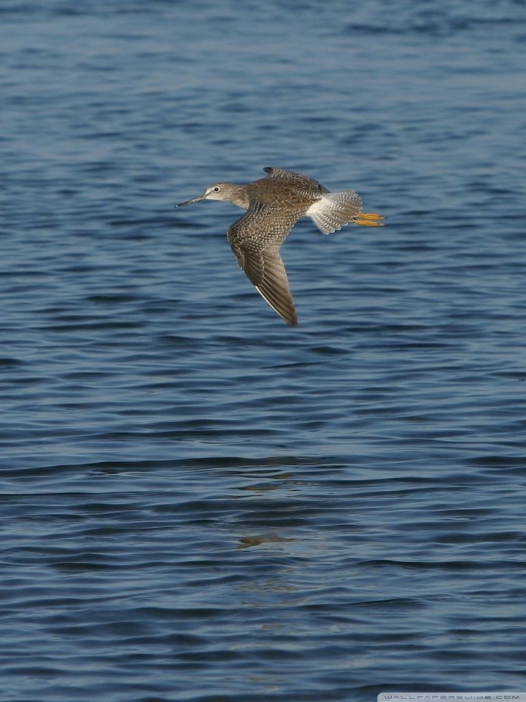Flying Bird Ultra HD Desktop Background Wallpaper for 4K UHD TV