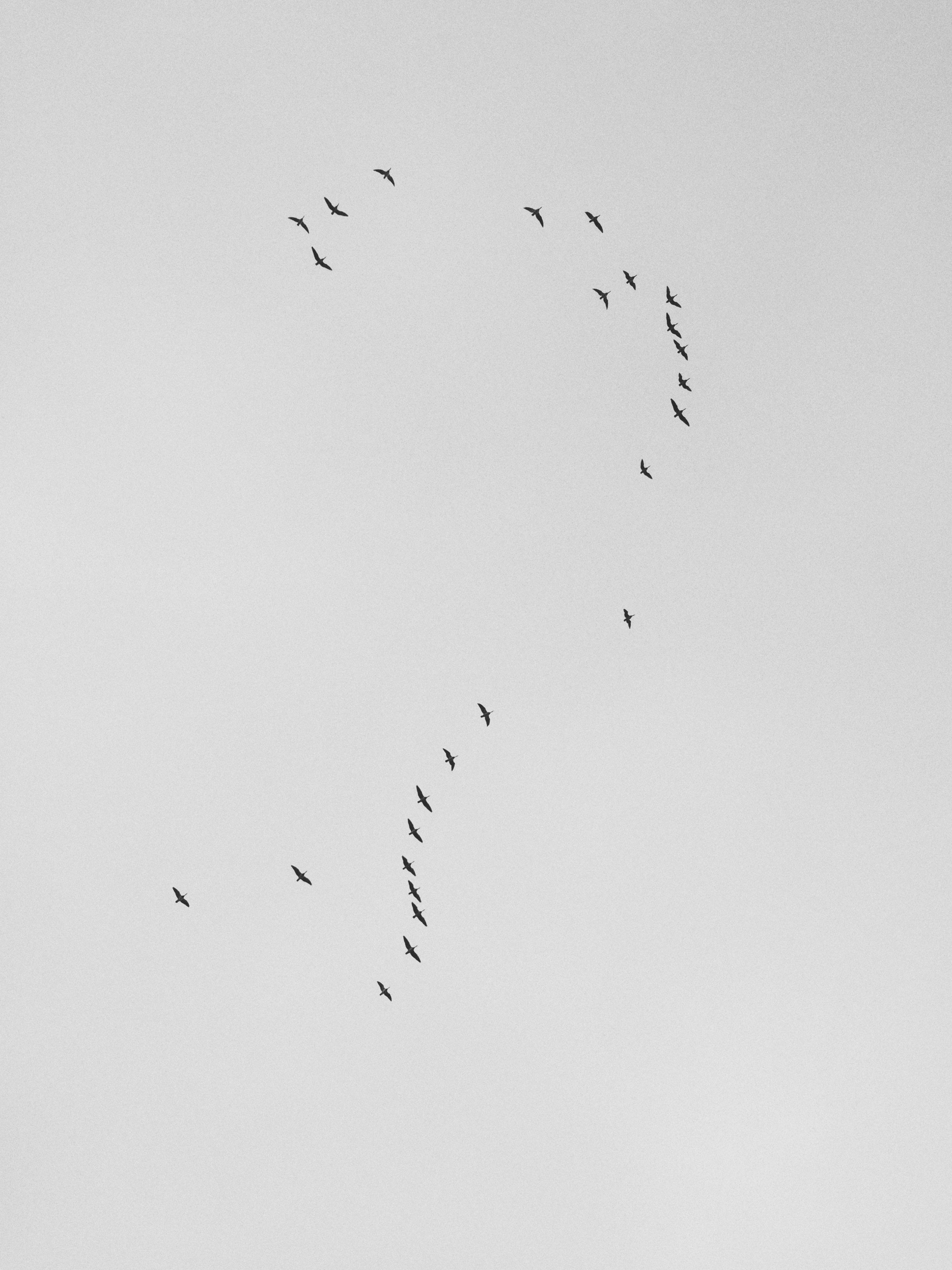 Free Birds Picture