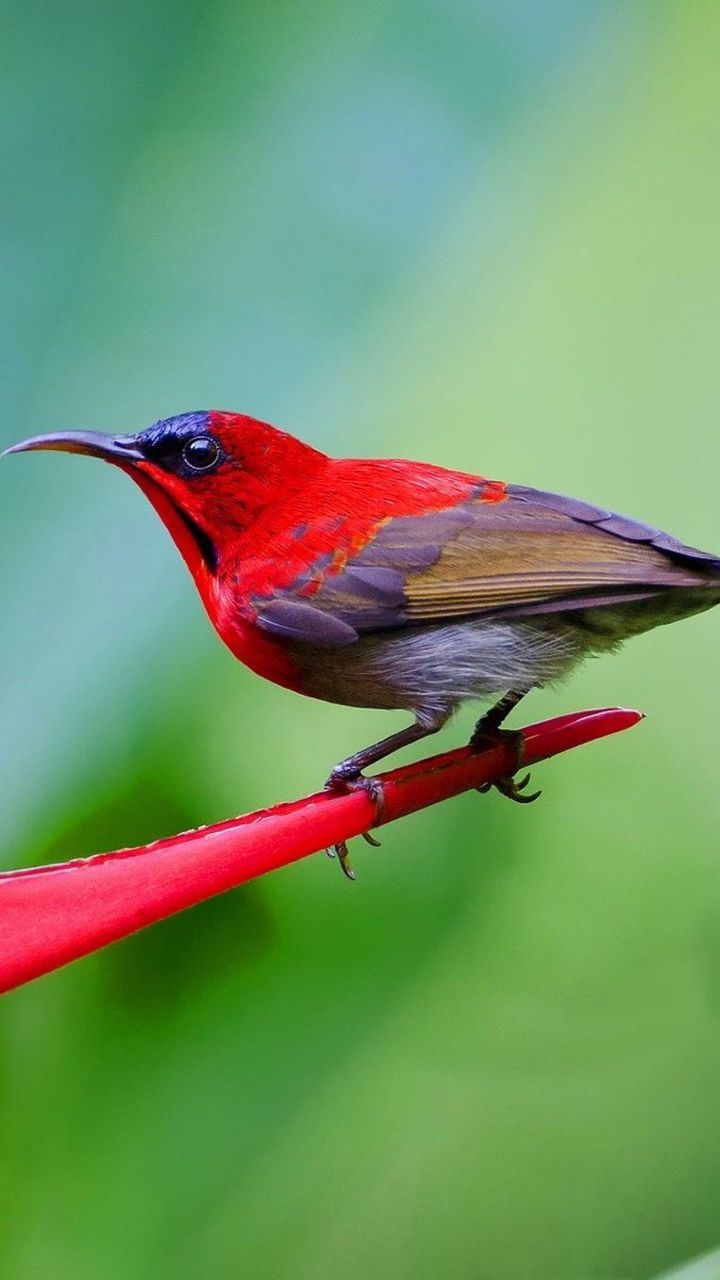 Birds