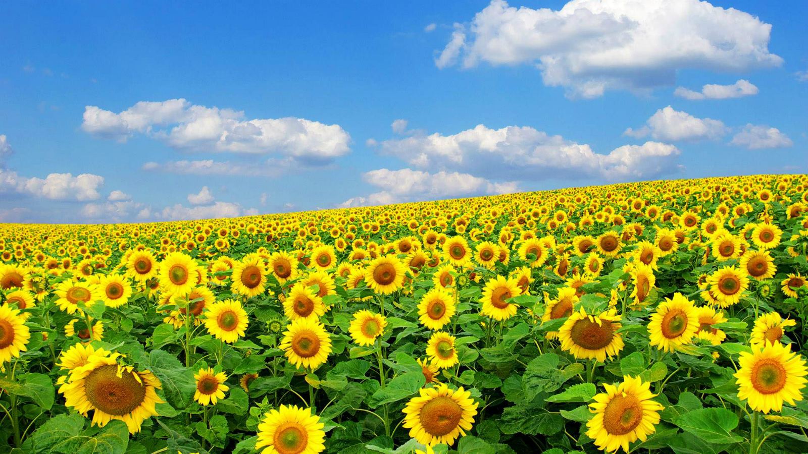 Summer Sunflowers, High Definition, High Quality