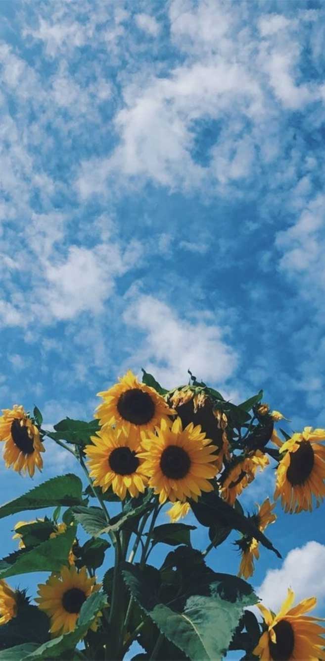 Sunflowers #wallpaper #flowers #summer Wallpaper, iPhone
