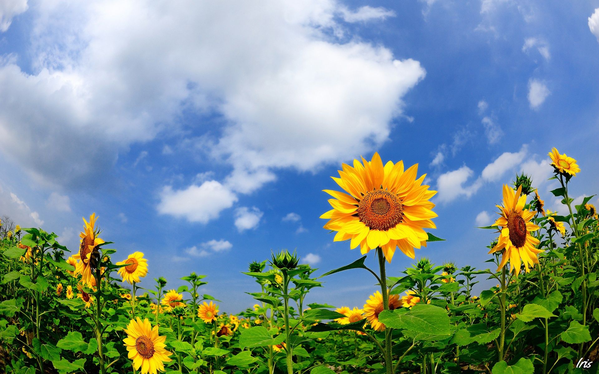 Wallpaper Summer sunflowers, clouds, blue sky 1920x1200 HD Picture