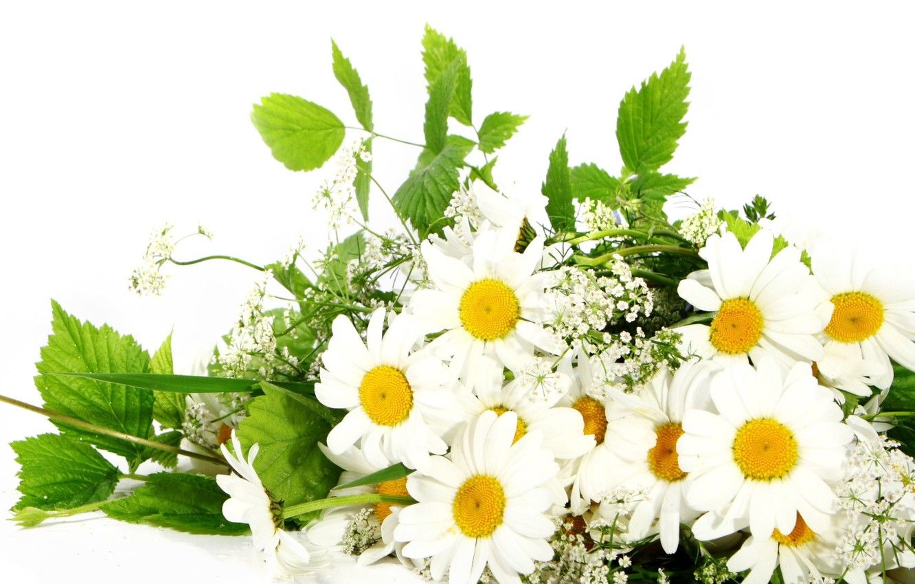 Wallpaper flowers, chamomile, bouquet image for desktop, section