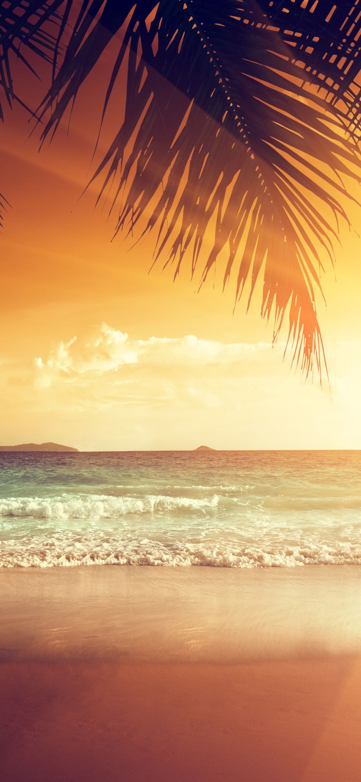 Beautiful sunset, palm tree leaves, beach, sea, tropical, summer