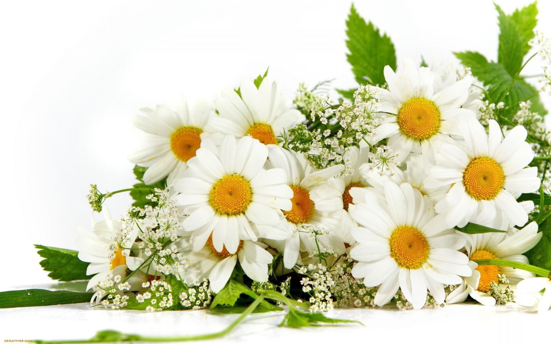 Chamomile Flowers