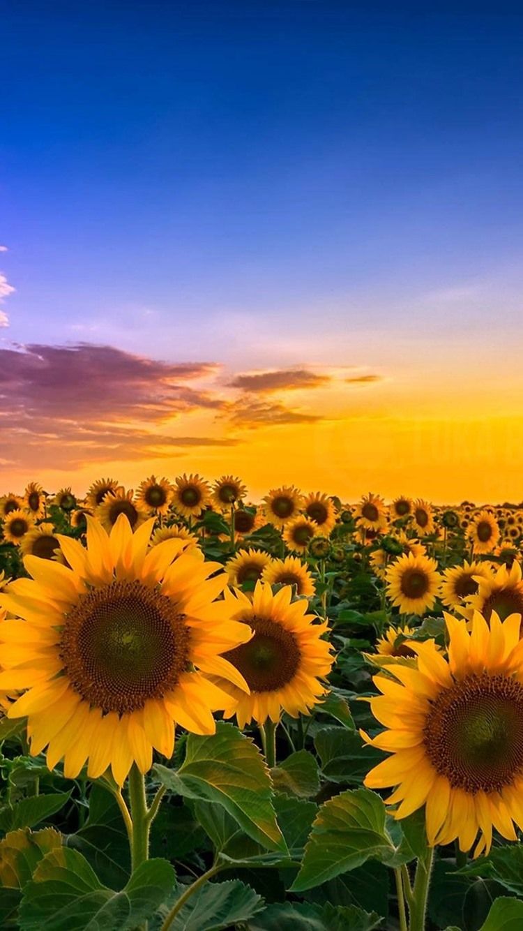 Sunflowers, Fields, Sunshine, Summer, Clouds 750x1334 IPhone 8 7 6 6S Wallpaper, Background, Picture, Image