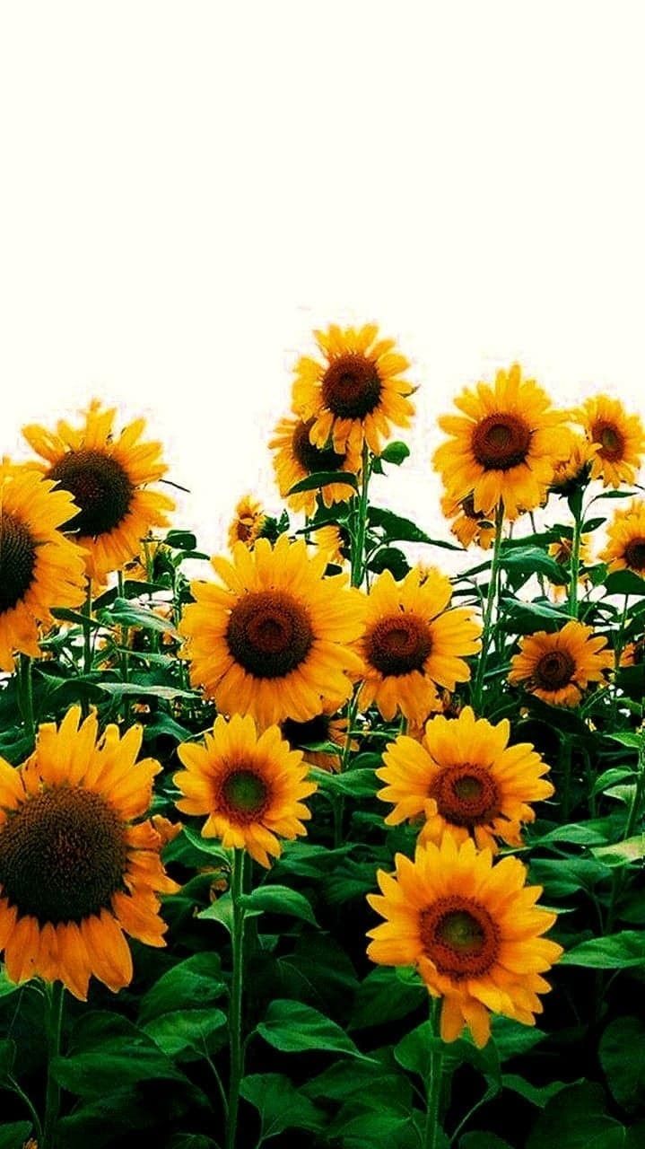 Summer Sunflowers Wallpaper