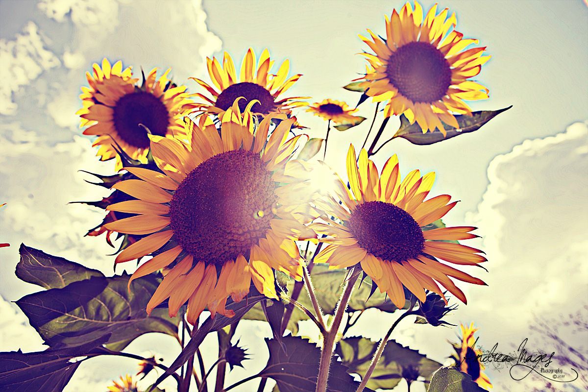 Summer Sunflowers. Sunflowers tumblr, Sunflower wallpaper, Summer