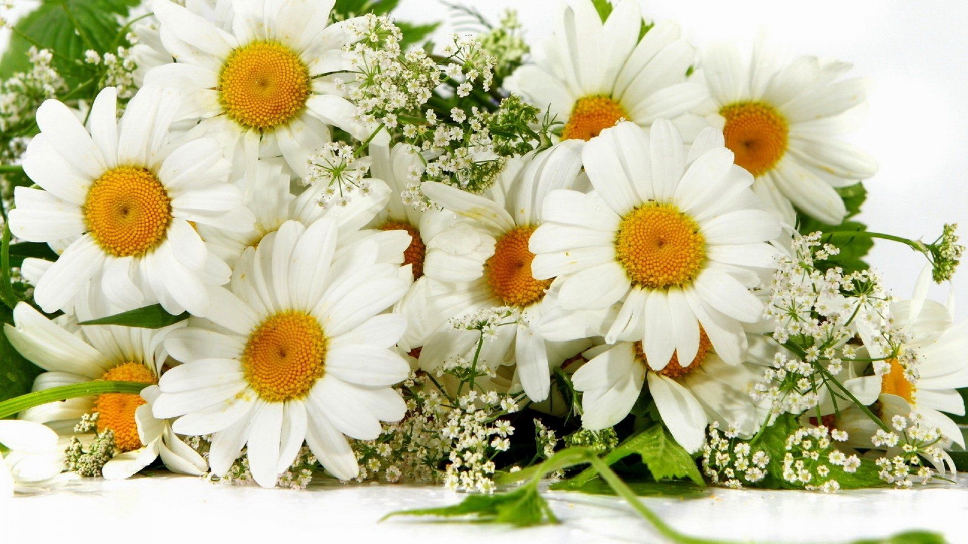 Camomile Bouquet HD Wallpaper