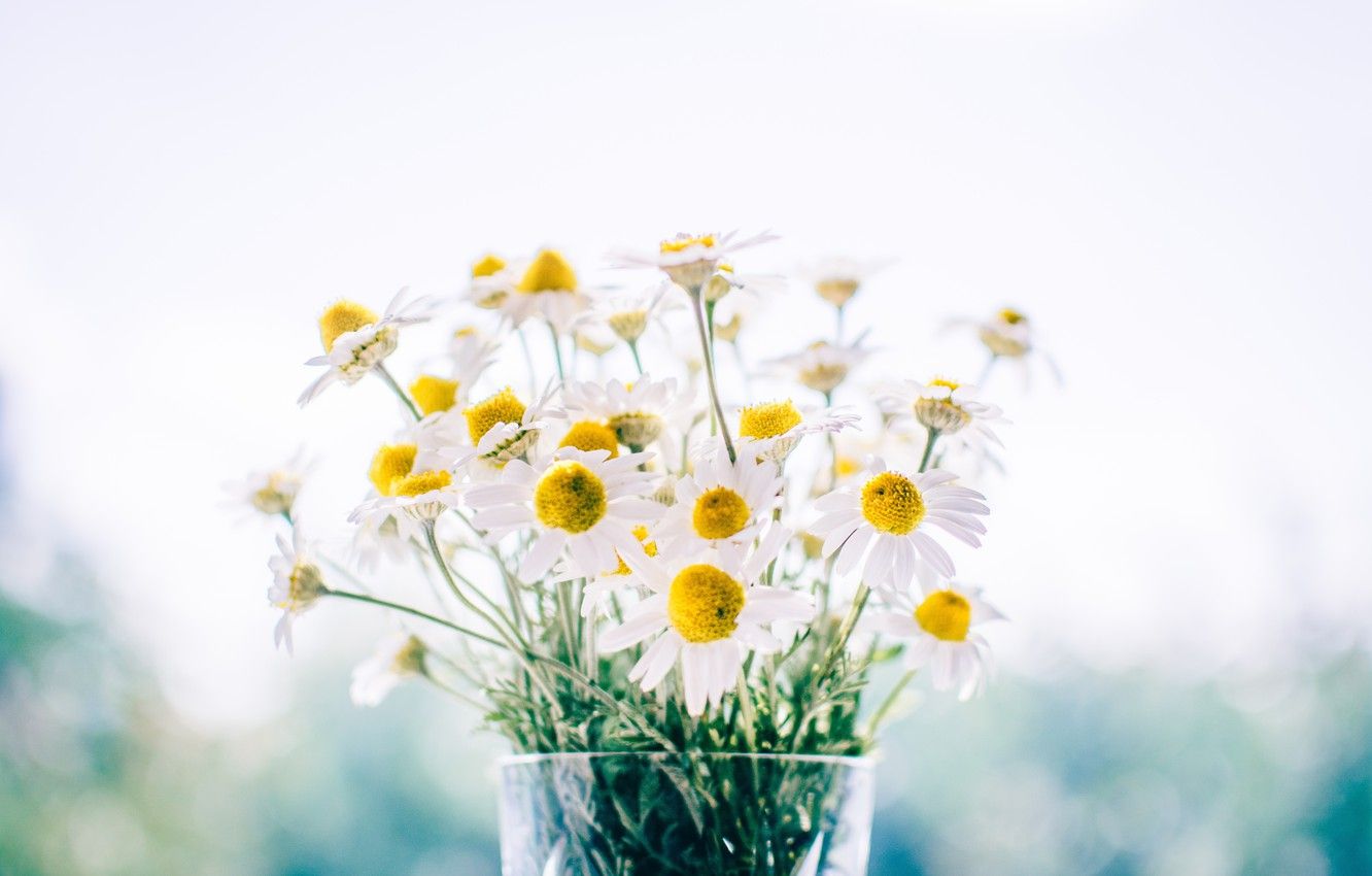 Wallpaper chamomile, bouquet, flowers, daisies, vase, bouquet