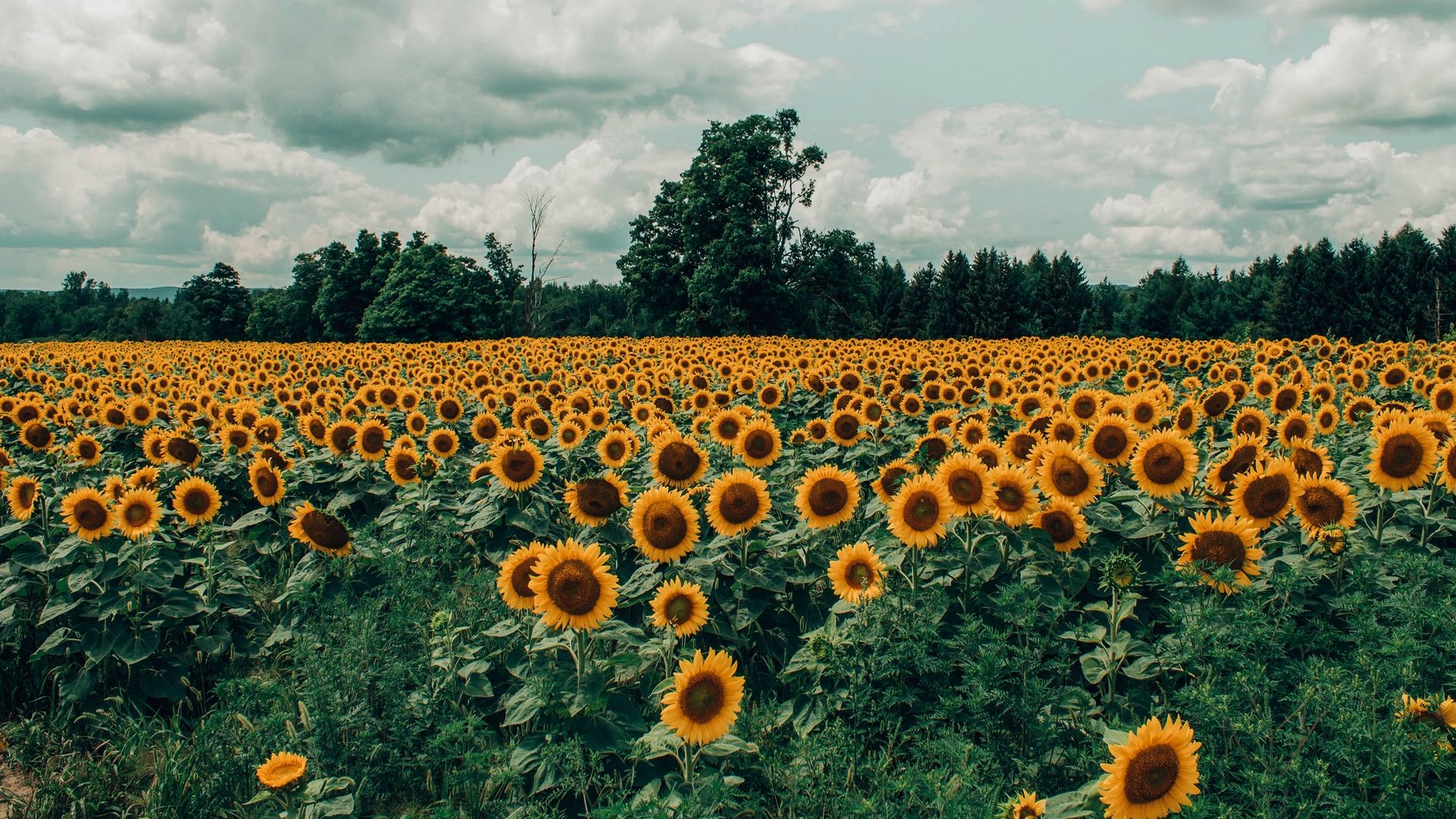 Wallpaper Sunflowers, Field, Flowers, Bloom, Summer, X 1152 Sunflowers Wallpaper & Background Download