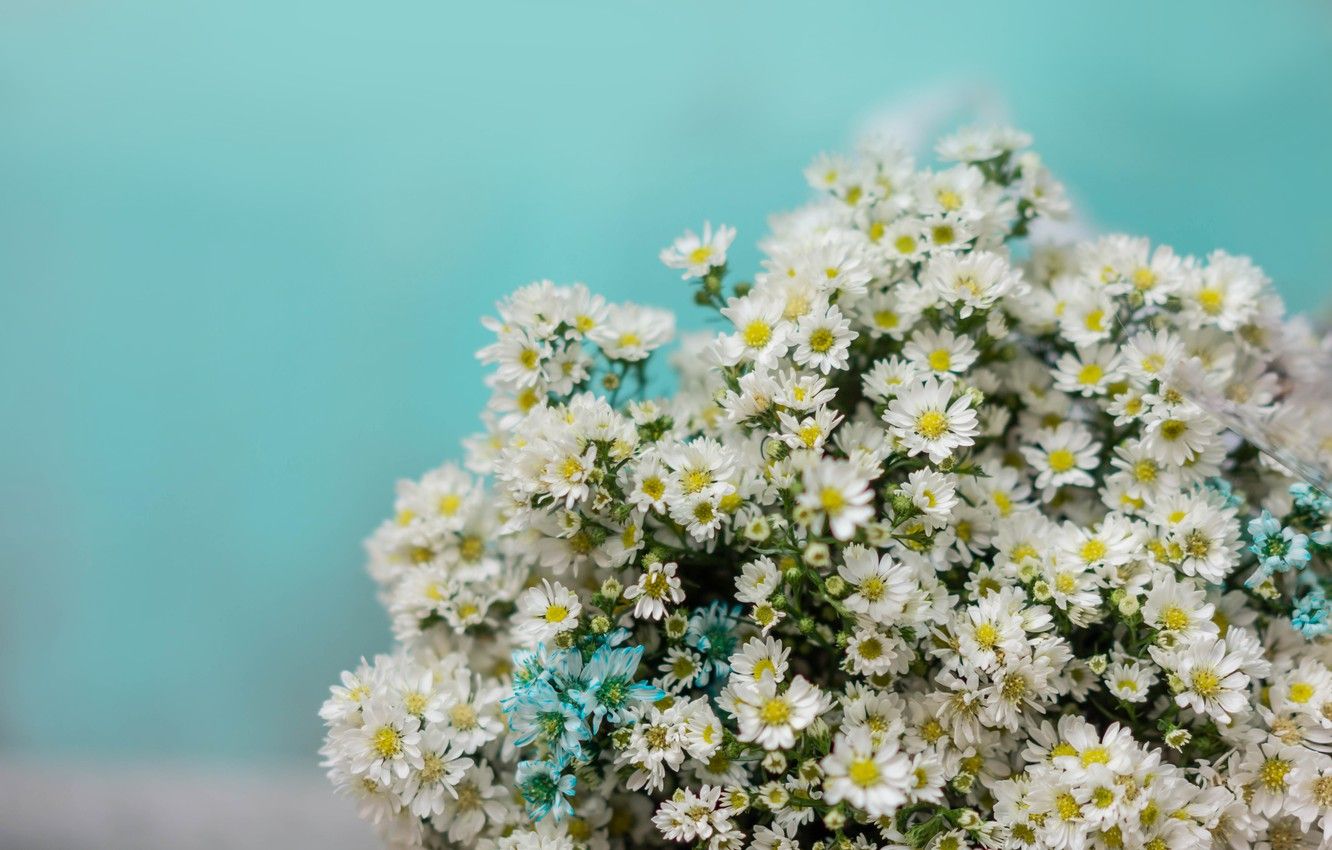 Wallpaper flowers, background, chamomile, bouquet, white image