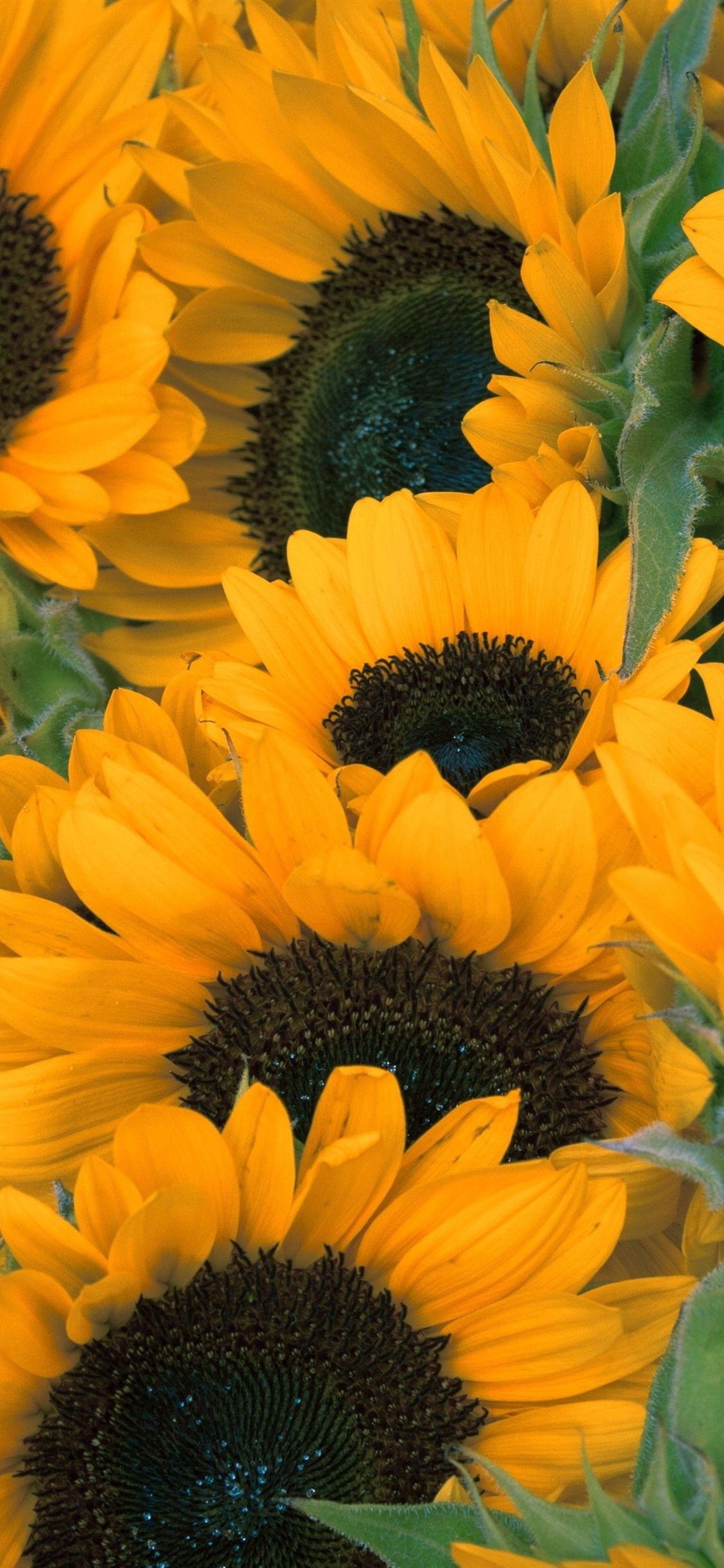 Sunflowers, Yellow Flowers, Summer 1125x2436 IPhone 11 Pro XS X