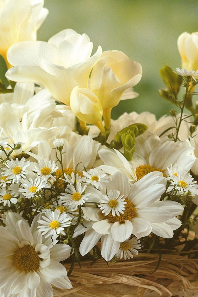 Download wallpaper 800x1200 chamomile, flowers, white, bouquet