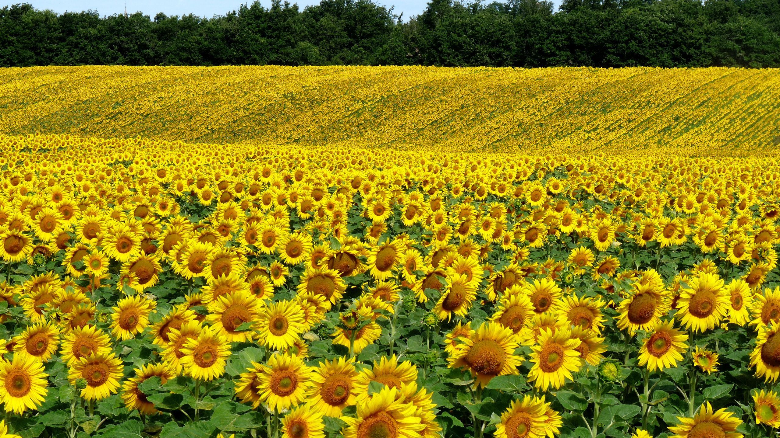 Download wallpaper 2560x1440 field, sunflowers, landscape, summer
