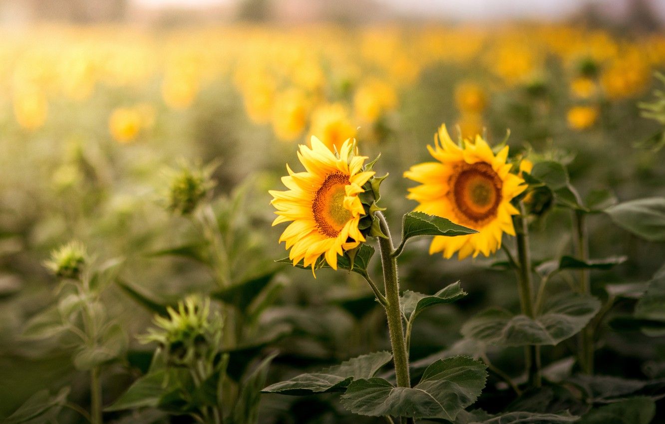 Wallpaper field, summer, sunflowers, flowers, nature, background