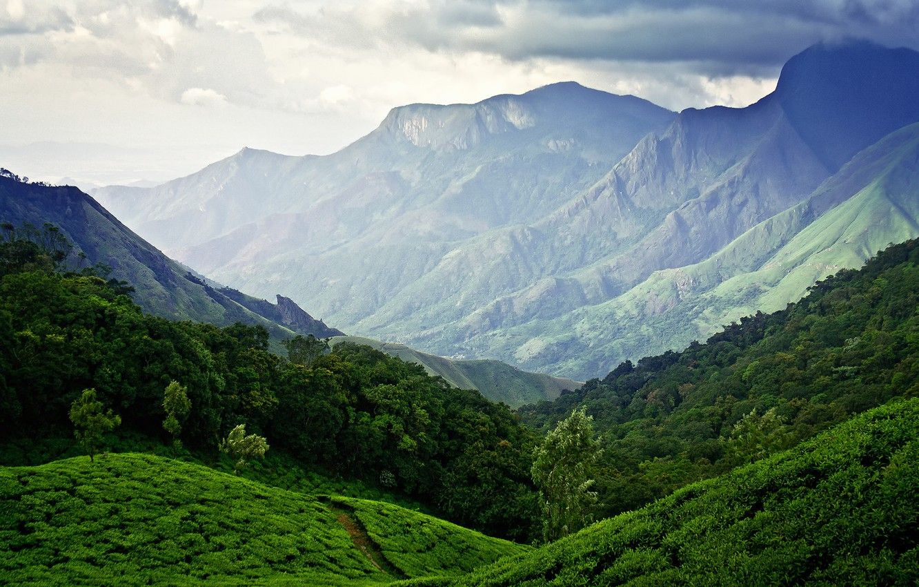 Wallpaper the sky, mountains, India, Munnar, tea plantations image for desktop, section пейзажи