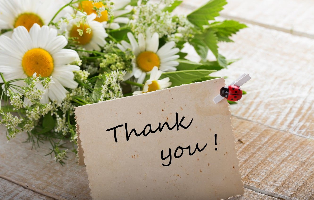 Wallpaper chamomile, bouquet, flowers, thank you image