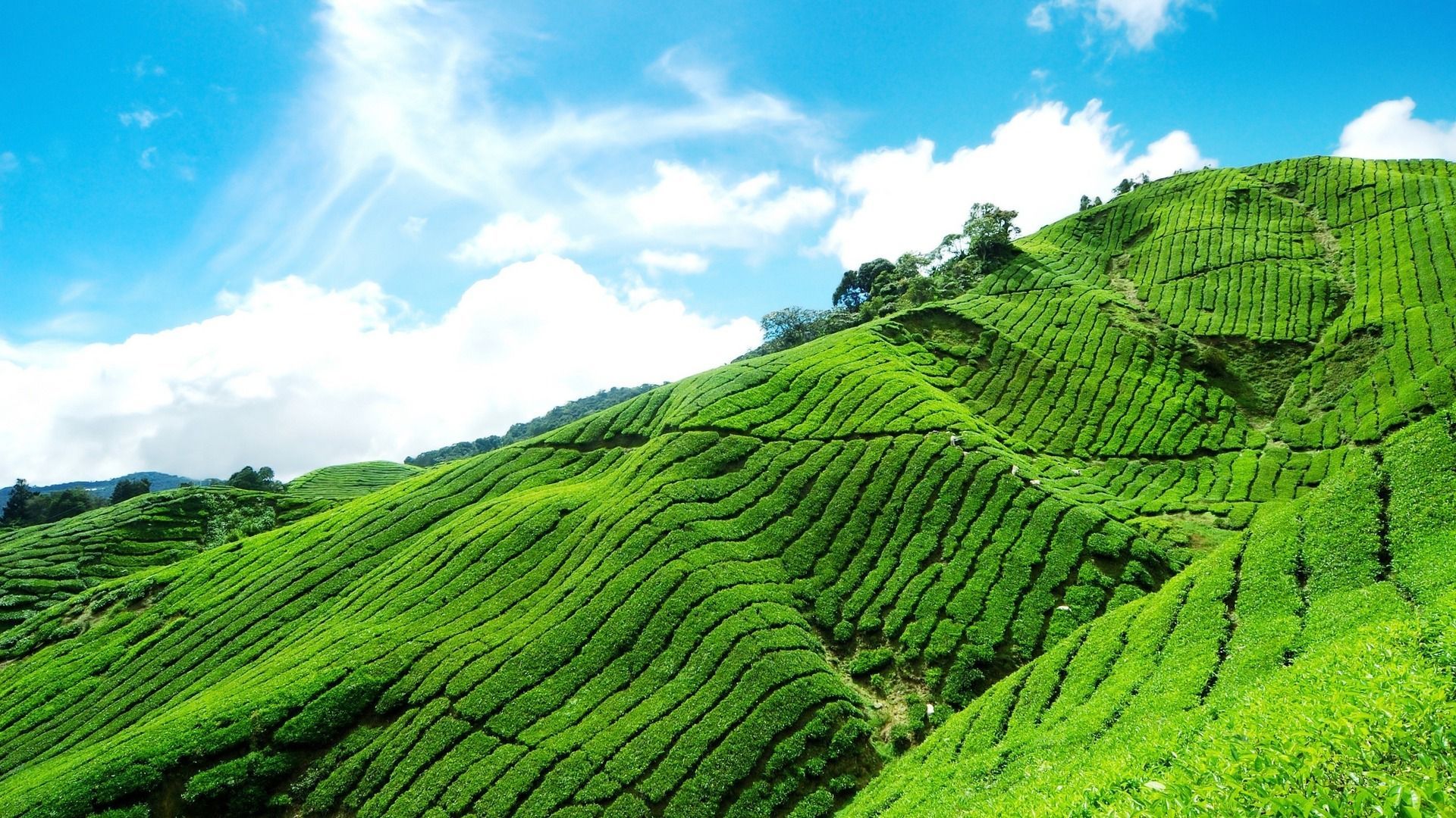 Munnar is an attractive destination with the world's best and renowned tea estates. It is one of the biggest centers of. Munnar, Tour packages, Nature wallpaper