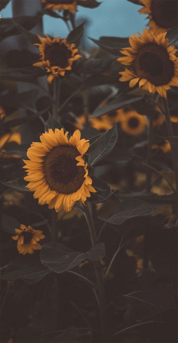 Wallpaper iPhone Wallpaper Sunflower Picture