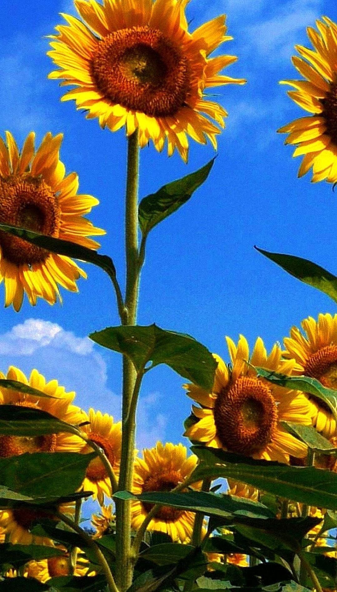 Summer Sunflowers iPhone Wallpaper
