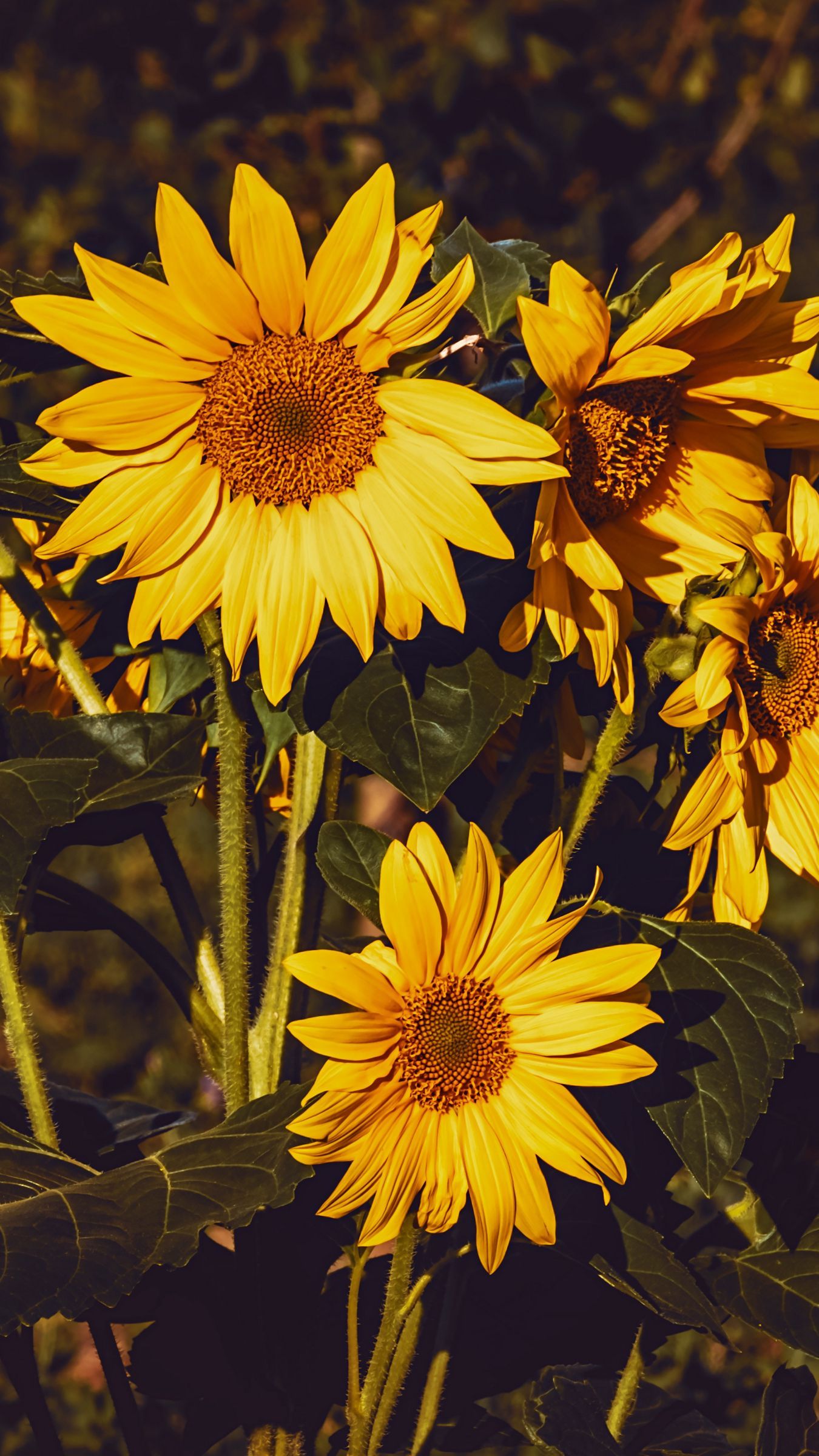 Download wallpaper 1350x2400 sunflower, flowers, summer, yellow