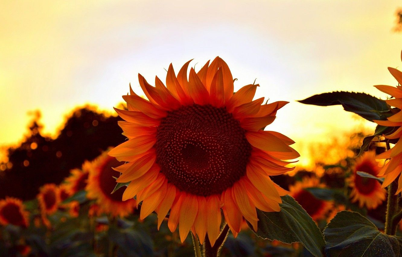 Wallpaper Sunset, Summer, Sunflowers, Sunset, Summer, Sunflowers