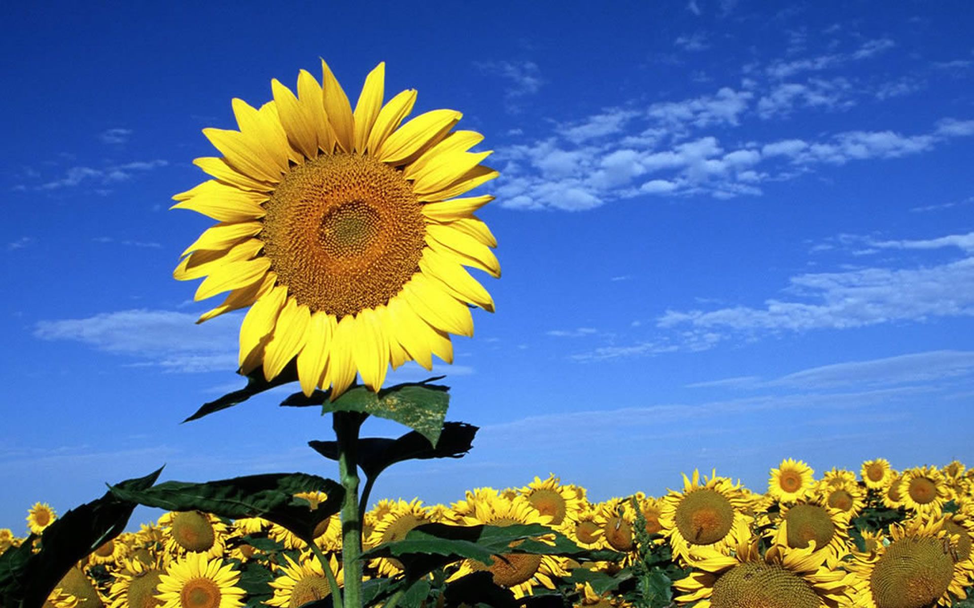 Summer Sunflower Nature Wallpaper Image Background