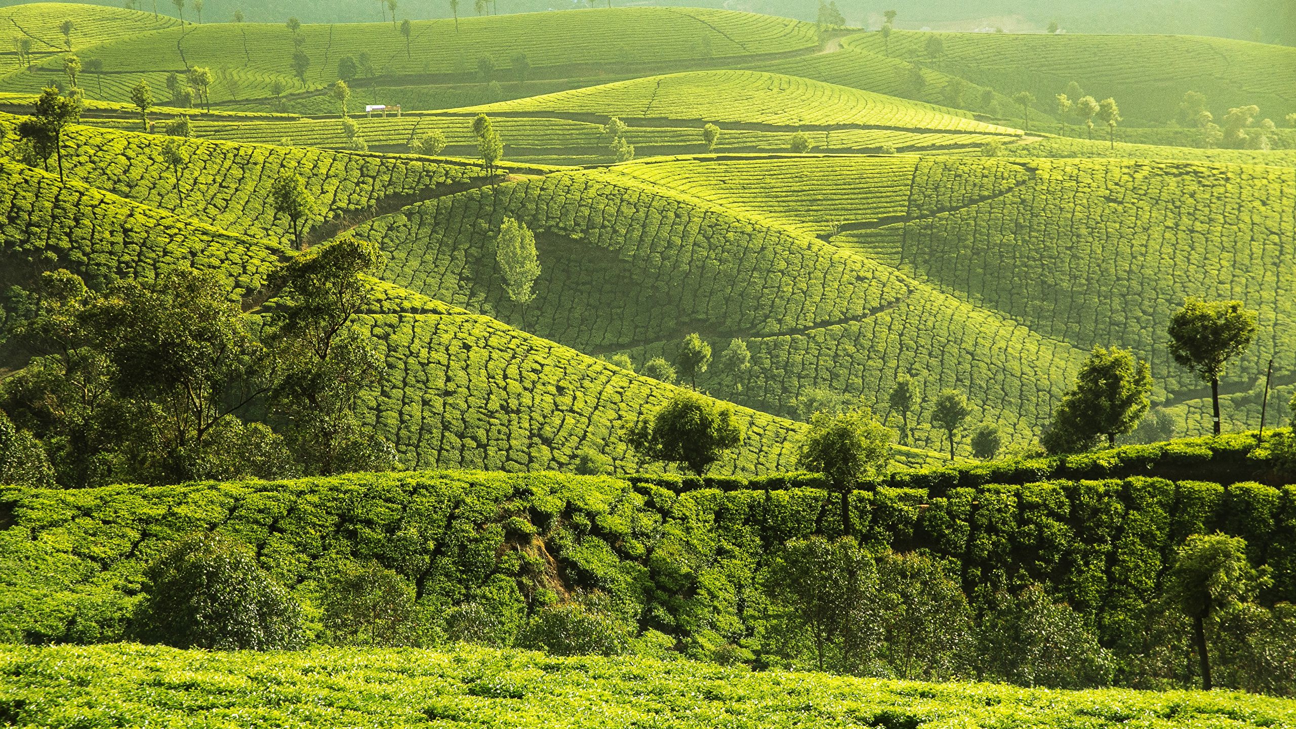Picture India Munnar Nature Hill Fields 2560x1440