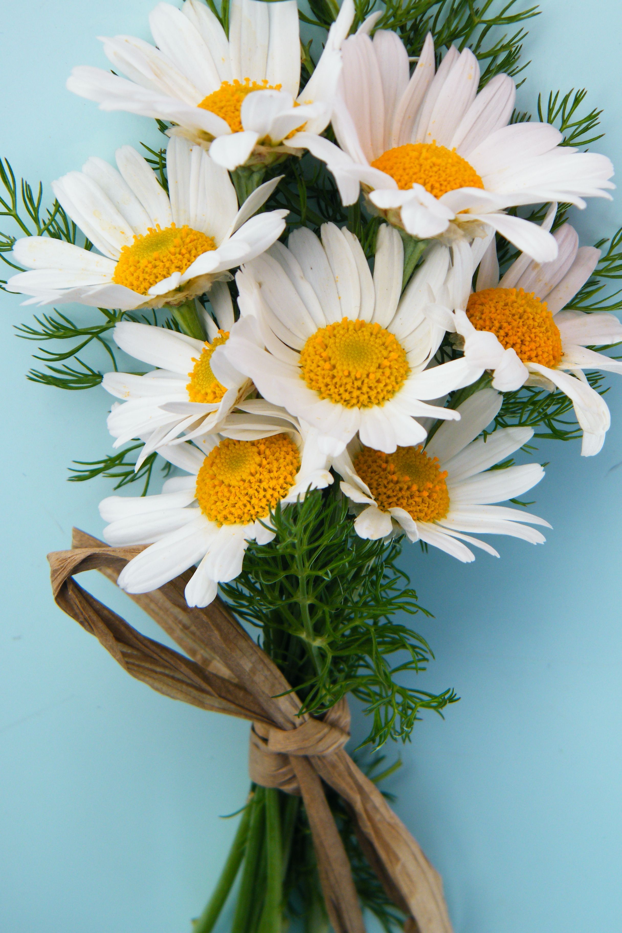 Chamomile Flower Bouquet Wallpapers - Wallpaper Cave