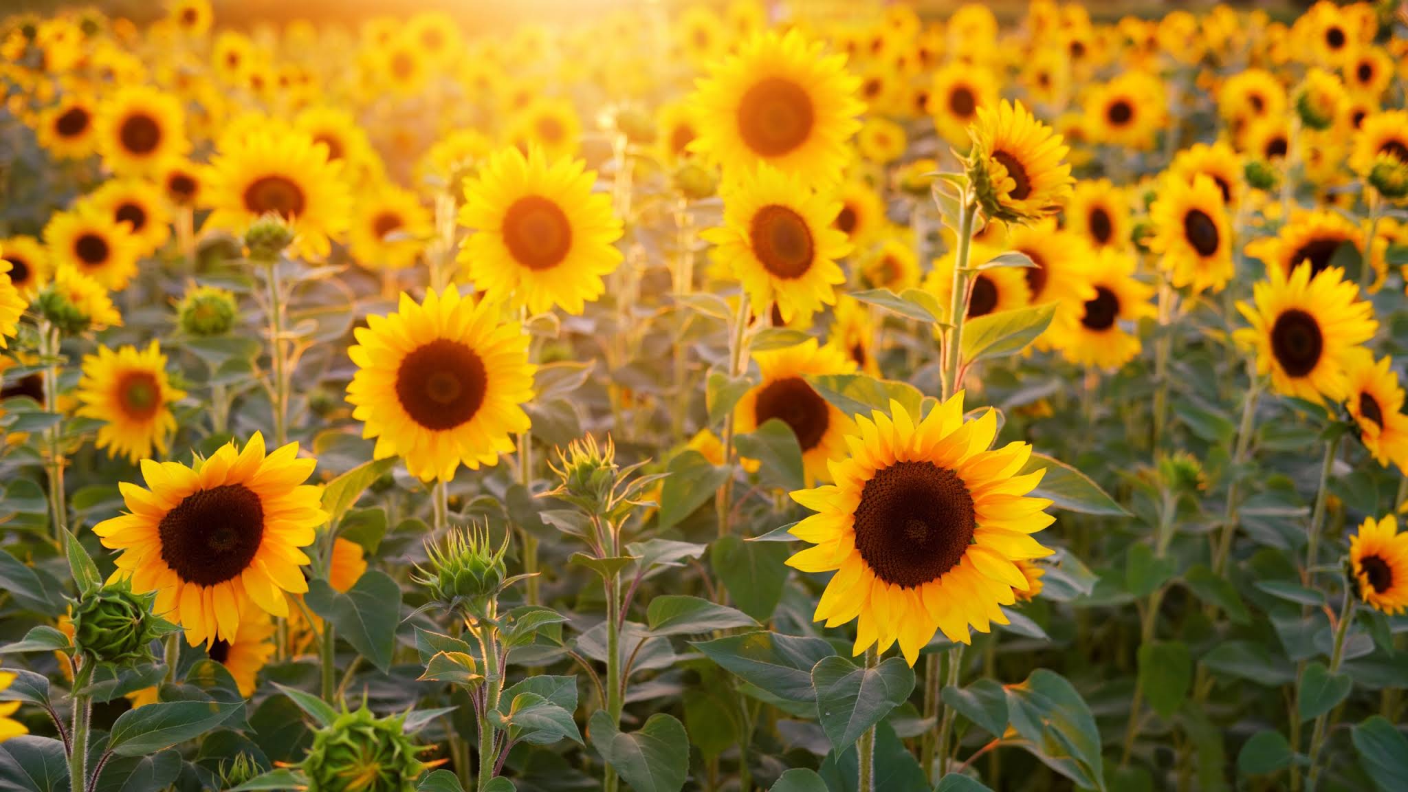 Sunflowers Field Summer Wallpaper