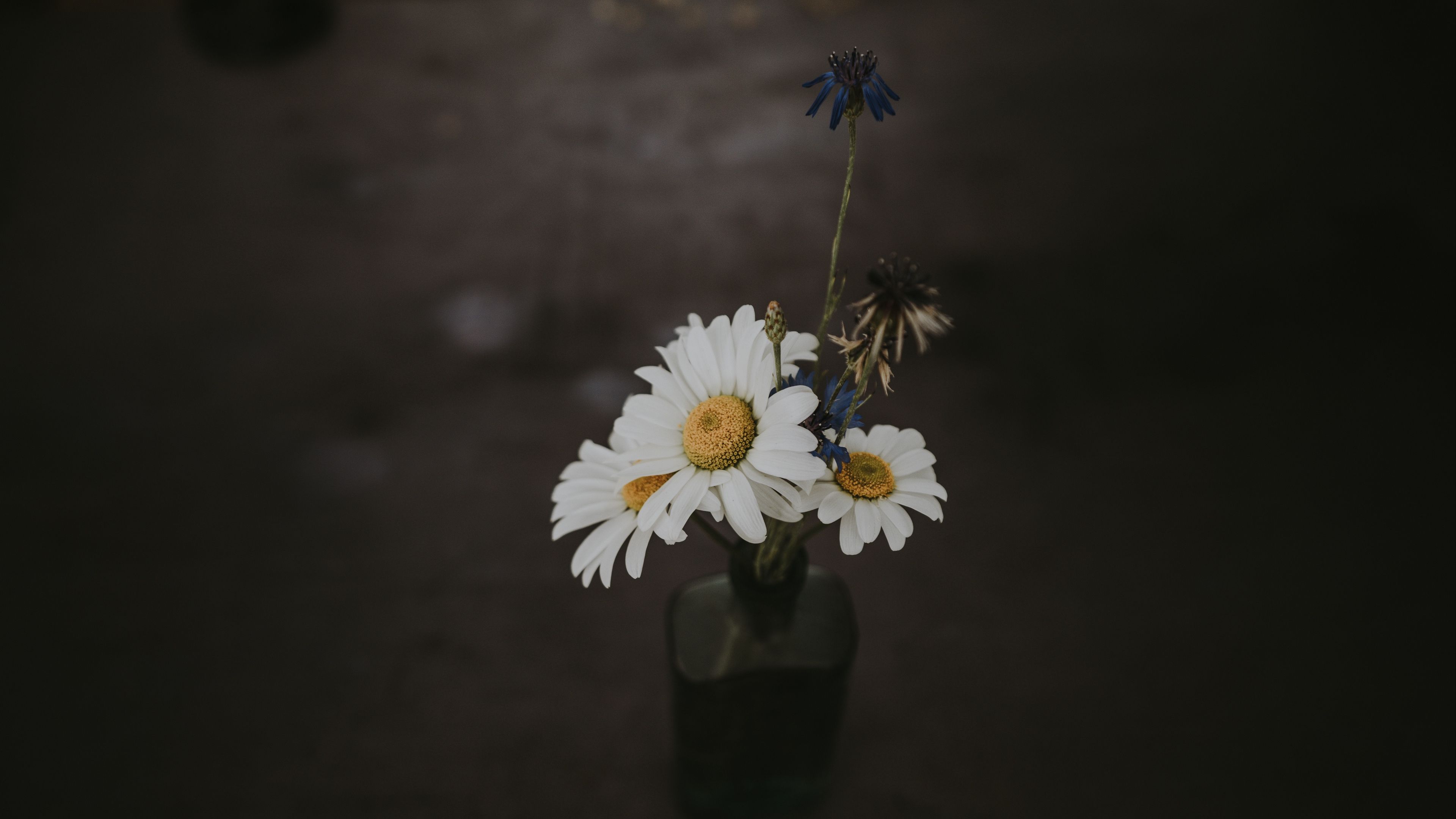 Wallpaper 4k chamomile, bouquet, vase, field flowers, composition