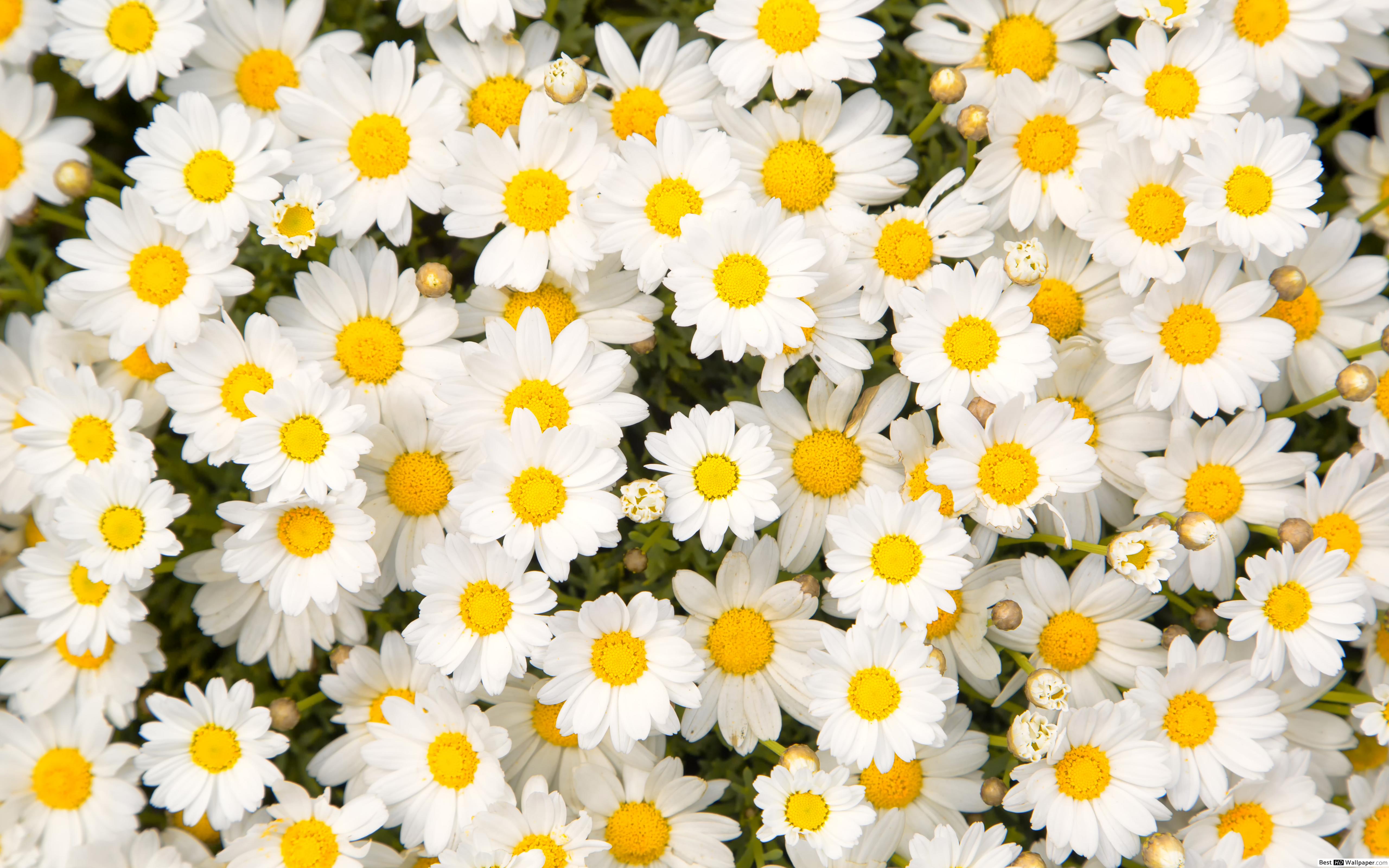 Chamomile Flower HD wallpaper download