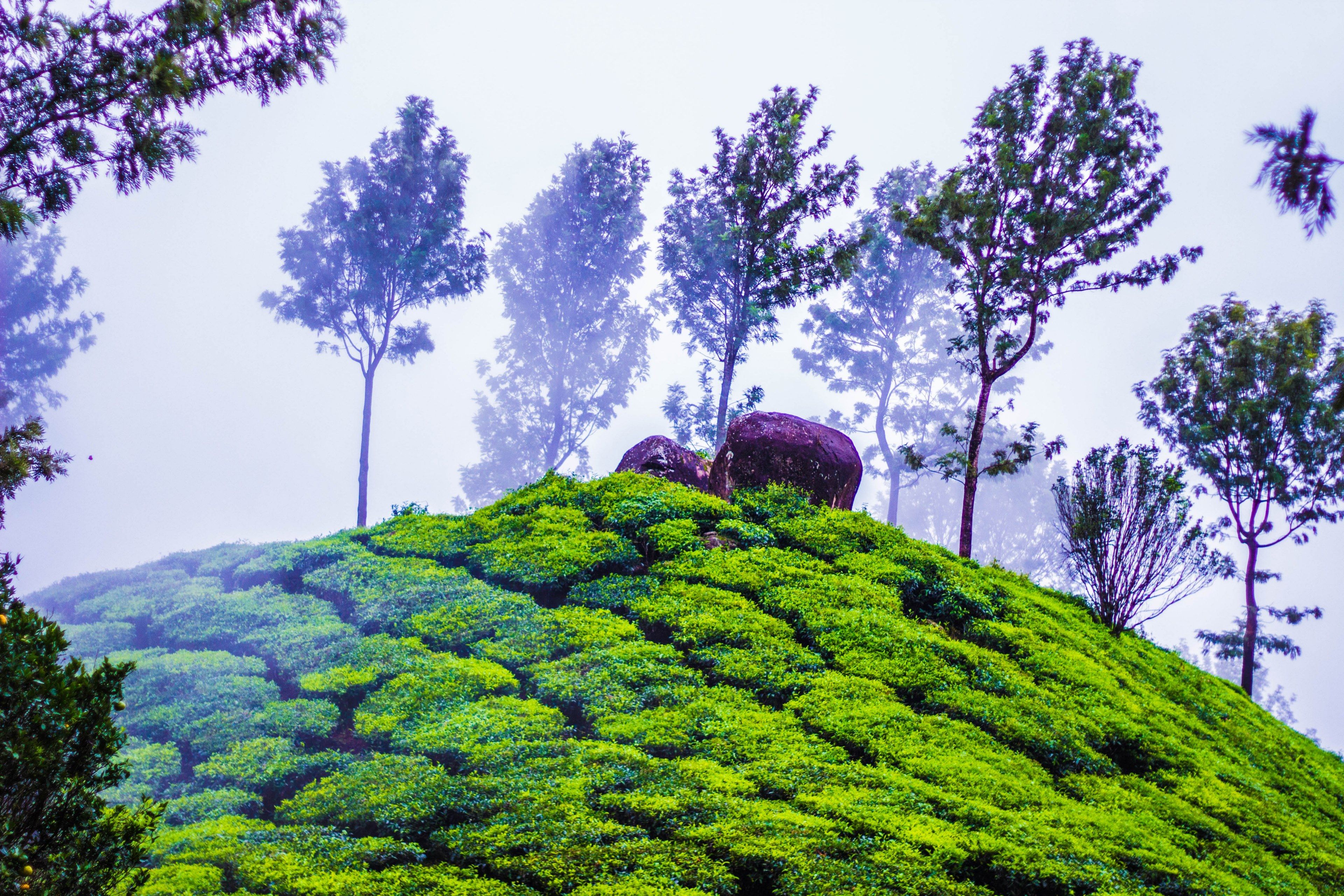 top station munnar 4k wallpaper and background