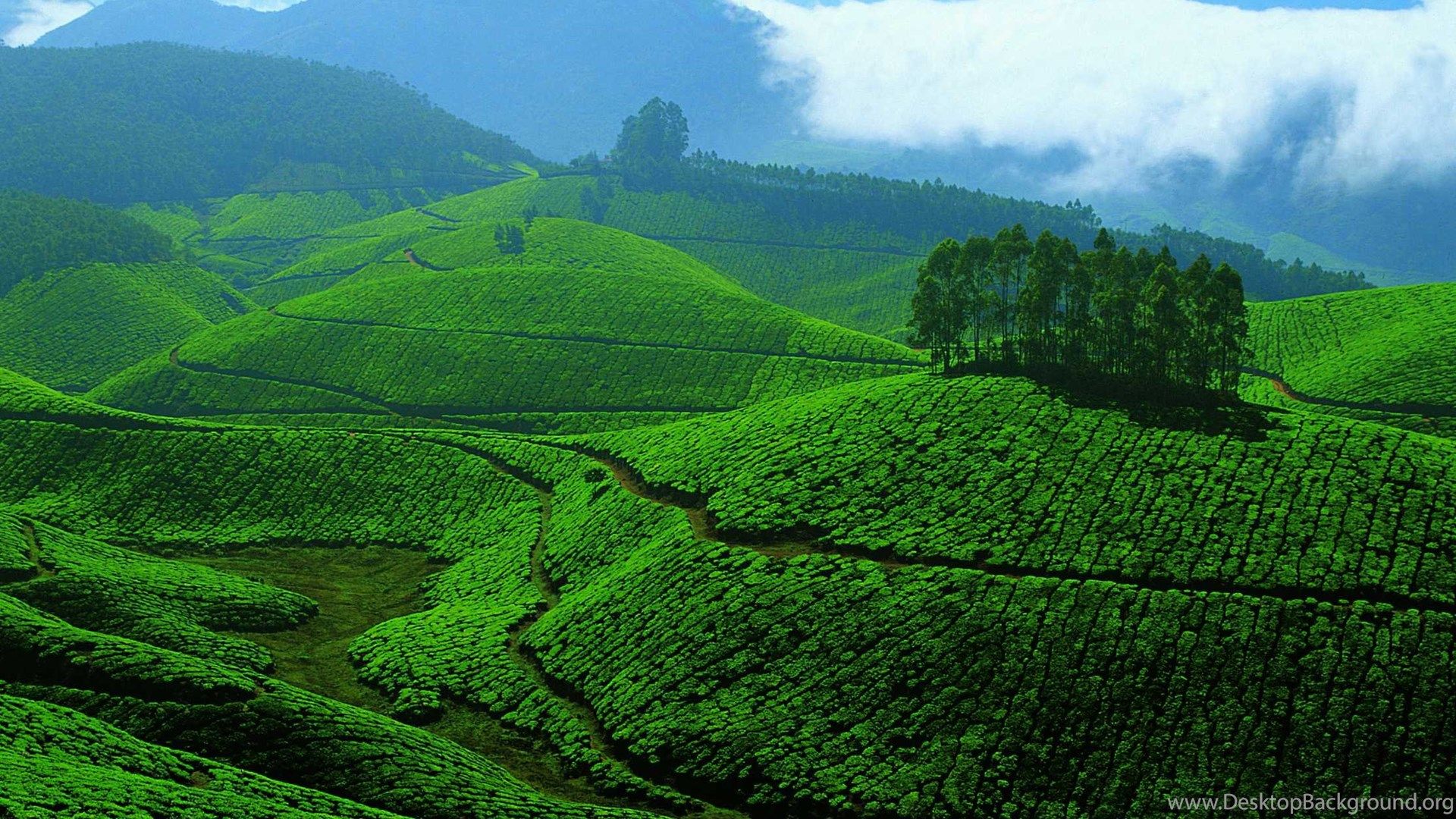 Devikulam Hills In Munnar, Kerala, India Desktop Background