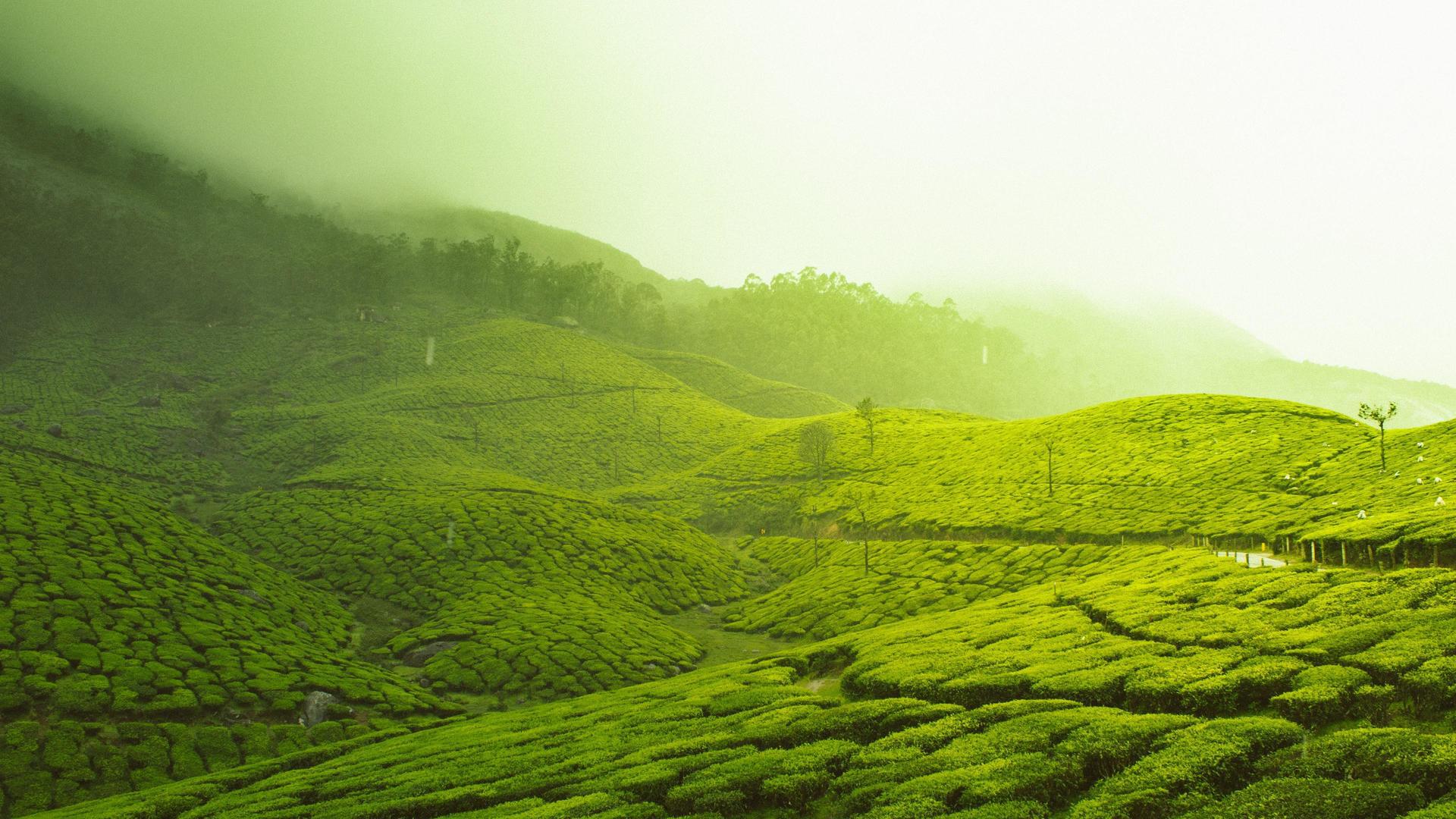 K 3606321092.4 Kb, Background. Tea Plantation In Munnar, Kerala