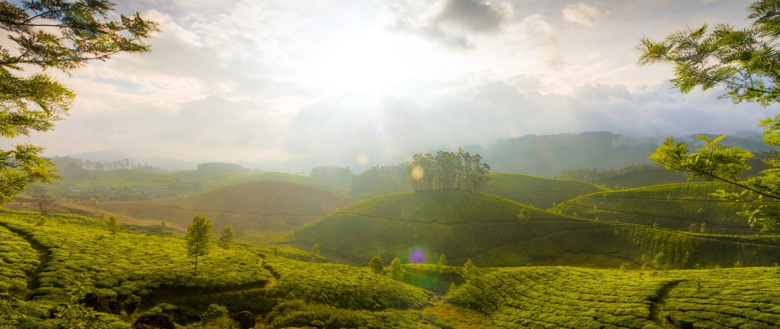 Munnar Hills India 2560x1080 Resolution HD 4k Wallpaper, Image, Background, Photo and Picture